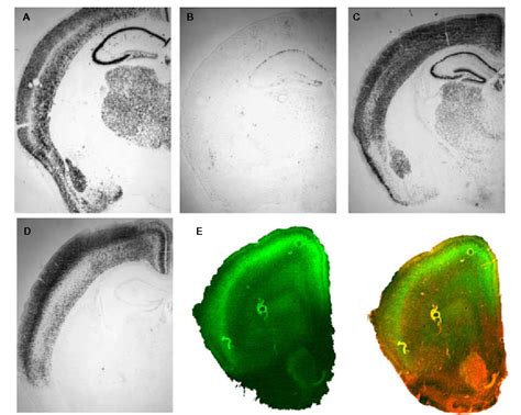 The Use of Lentiviral Vectors and Cre/loxP to Investigate the 